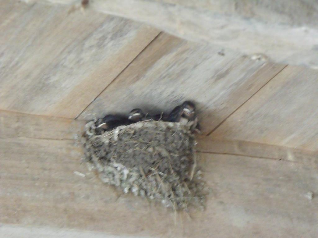 Les Cygnes Noirs Aujac (Charente-Maritime) Exterior foto